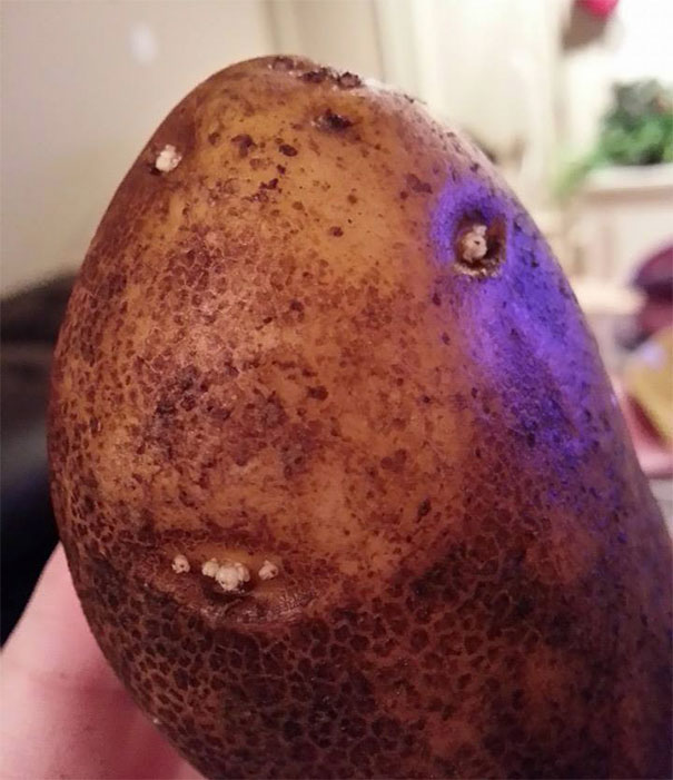 I Was Skinning Potato Kind When Suddenly This Guy Looked Up At Me