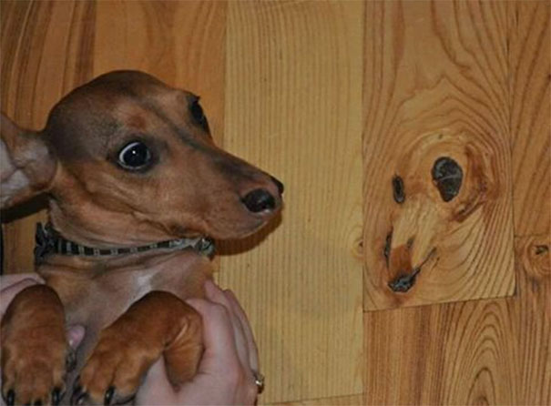 Small dog being held up next to a wooden surface with a knot resembling a dog face, showcasing pareidolia humor.