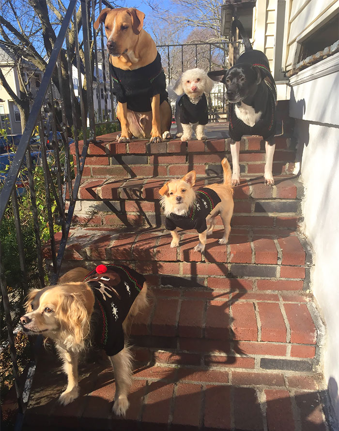 Here Are My Dogs Dressed Up In Matching Sweaters