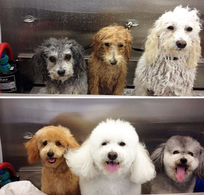 My Dogs At The Groomers