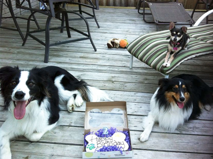 My Dogs Were Appreciative Of The Effort I Made For Their Birthday Bash