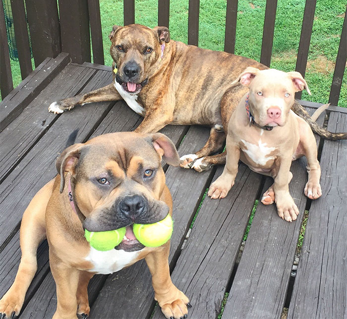 My Very Talented Pack Of Pitbulls