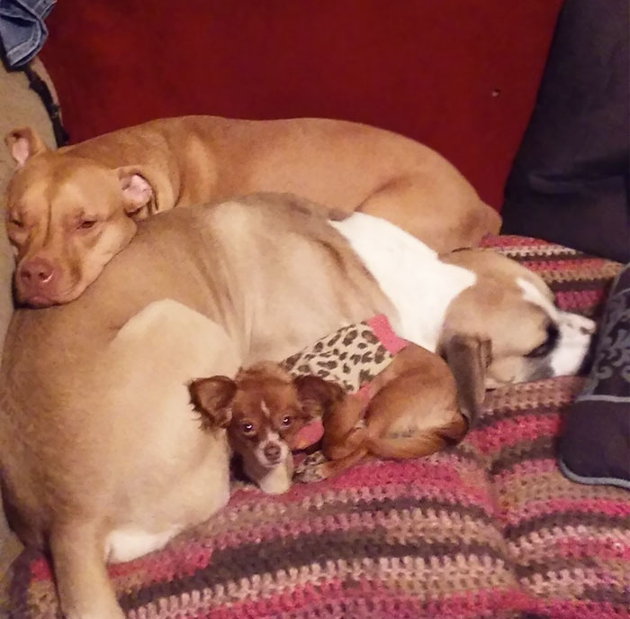 Because My Dogs Are Cute