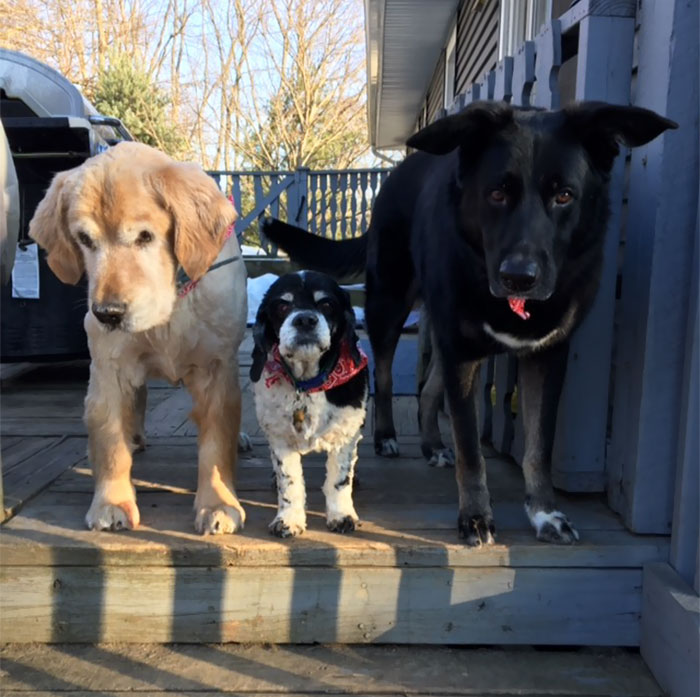 You All Like Dogs Right? Here's My 3 Handsome Men Earlier Today After Getting Groomed