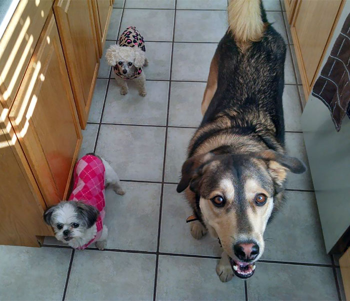 Dogs Following My Sister While Doing Dishes