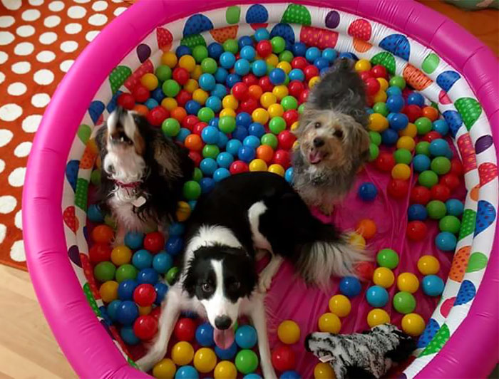 My Awesome Pack For National Dog Day