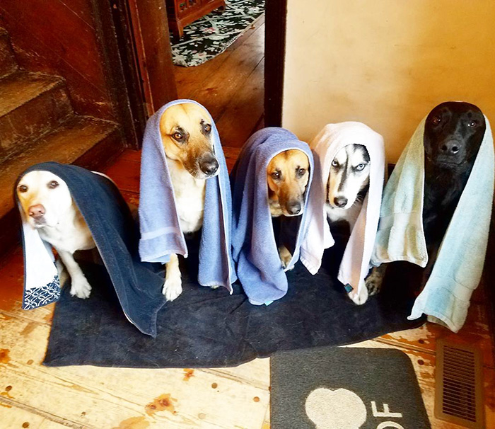 Nothing Like That Wet Dog Aroma On A Rainy Day