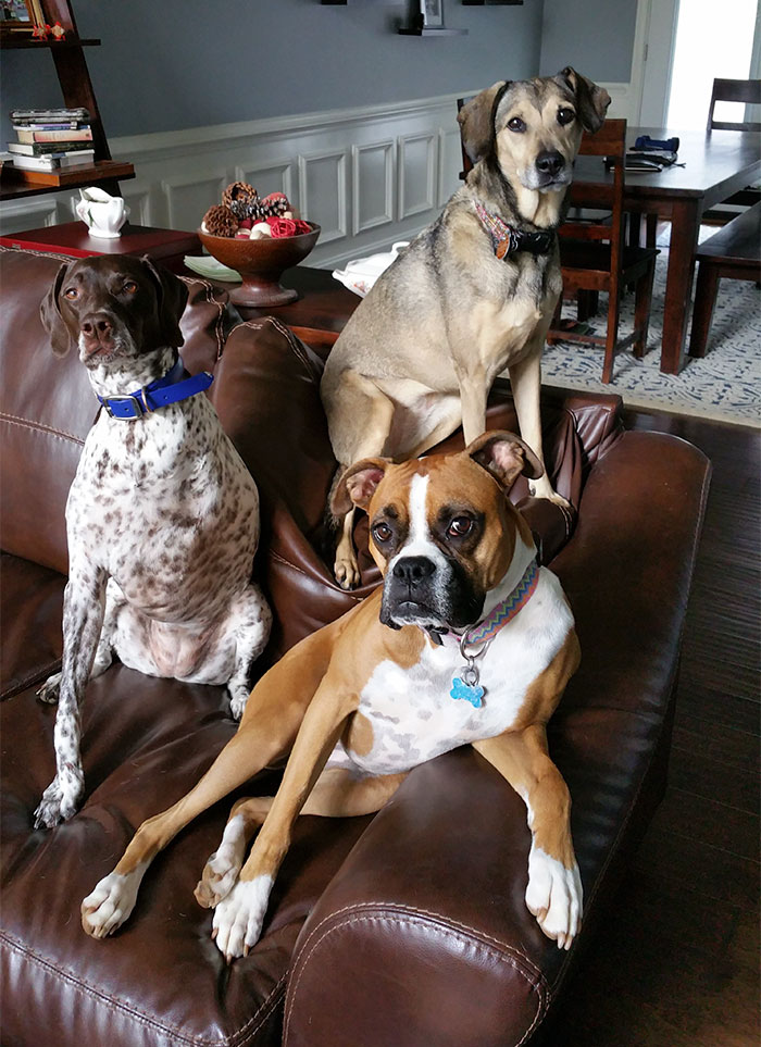 My Dogs Decided To Pose For Me When I Got Home