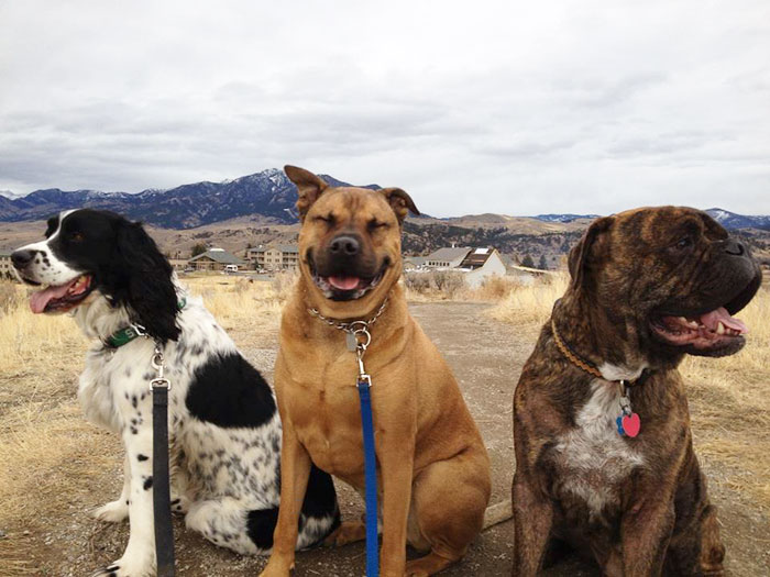 Took The Dogs For A Walk. Chewy Looked Like The Happiest Of The Three