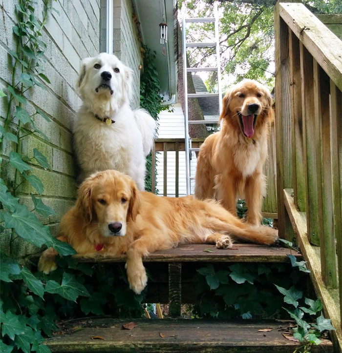 My Dogs Formed A Band. Any Band Name Ideas?