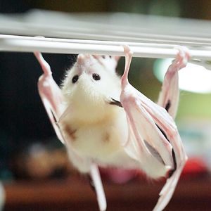 vanessa_nowitzky avatar