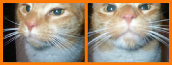 Gemini. He See's Stupid People.