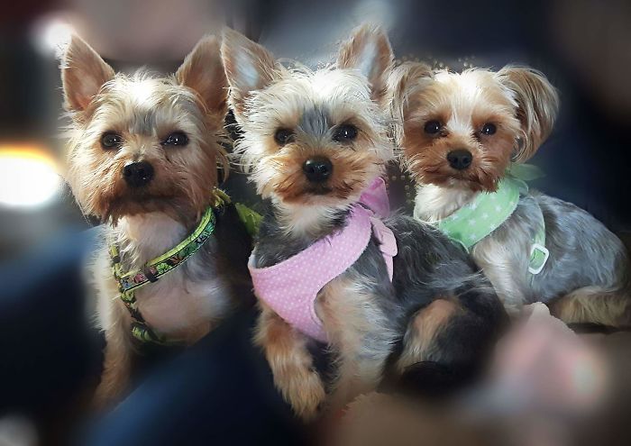 Three Yorkieteers