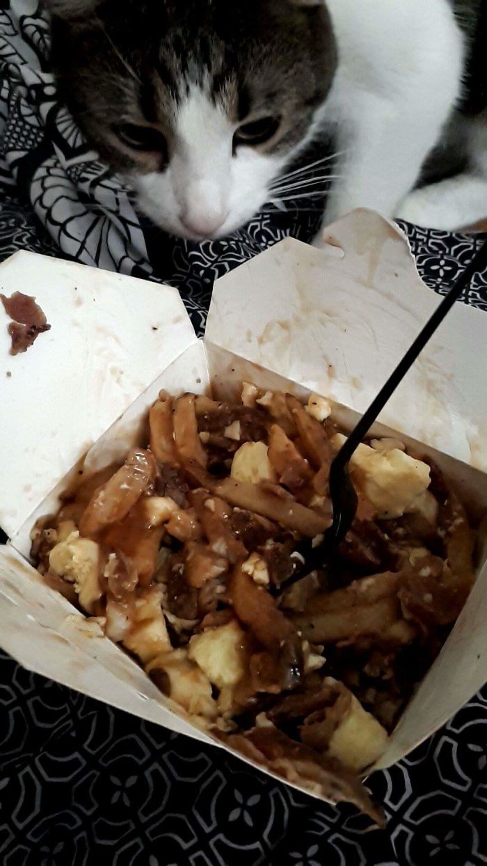 Always Trying To Get Into My Food!