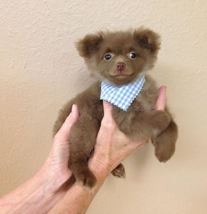 "Bear" Dumped By A Breeder Gets A Job At An Art Gallery "Bear" Dumped By A Breeder Gets A Job At An Art Gallery