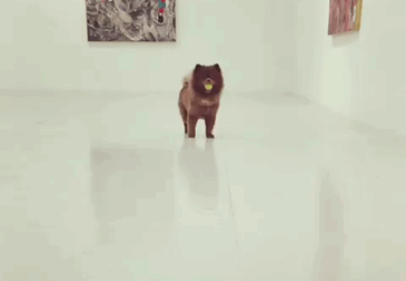 "Bear" Dumped By A Breeder Gets A Job At An Art Gallery "Bear" Dumped By A Breeder Gets A Job At An Art Gallery