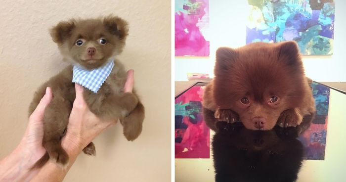 “Bear” Dumped By A Breeder Gets A Job At An Art Gallery