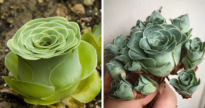Rose Succulents Are A Thing And They Look Straight Out Of A Fairytale