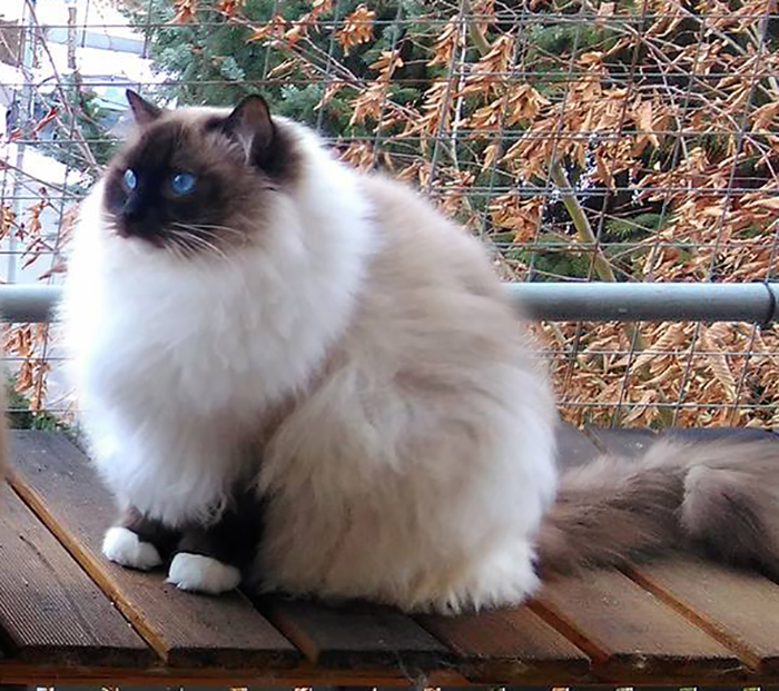 My Ragdoll In Winter