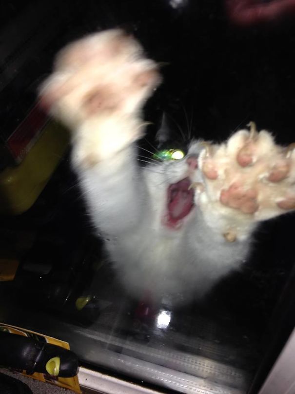 We Had To Lock Our Cat Satan Out Of The Kitchen While We Cooked Steak