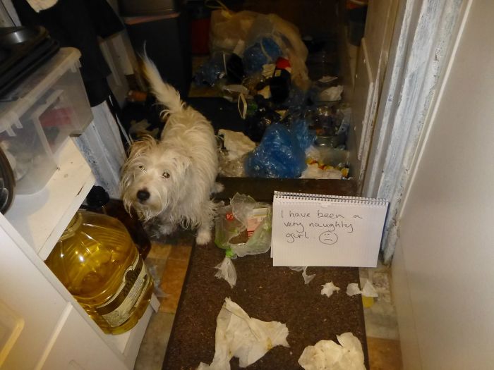 Thought I Would Help With The Rubbish Bin.