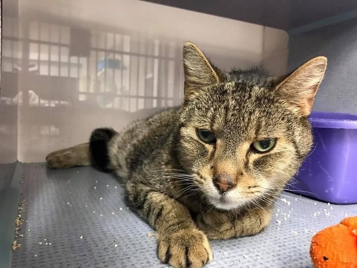 senior-shelter-dog-meets-baby-rocky-2 senior-shelter-dog-meets-baby-rocky-2