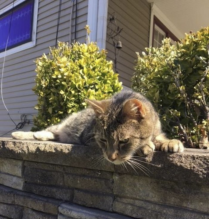 senior-shelter-dog-meets-baby-rocky-3 senior-shelter-dog-meets-baby-rocky-3
