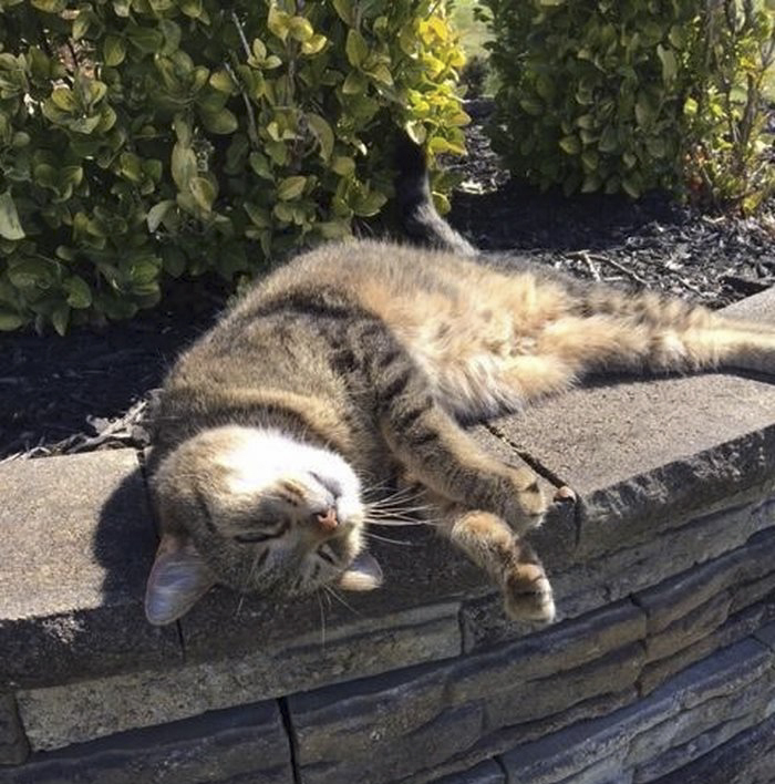 senior-shelter-dog-meets-baby-rocky-4 senior-shelter-dog-meets-baby-rocky-4