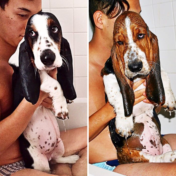 Basset Baby Bath Time. @beauregardbasset