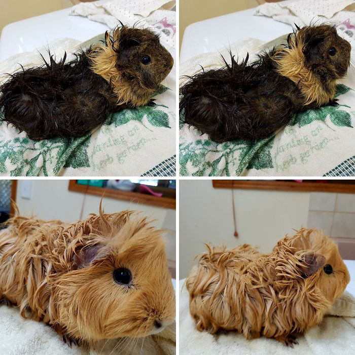 Lola And Lancelot Were Not Impressed...