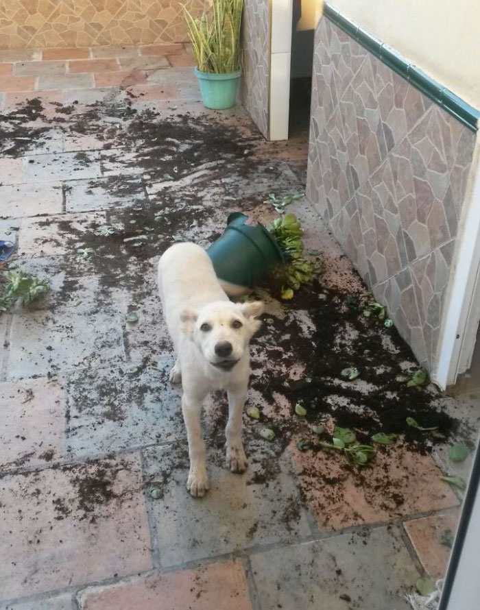 When I Grow Up I Want To Be A Gardener