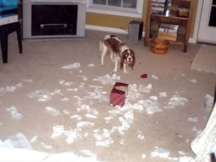 Why Do I Even Leave Him Alone For A Second