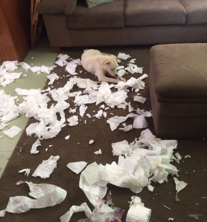 Someone Found The New Toilet Paper Rolls And Just Wanted The Cardboard Centers