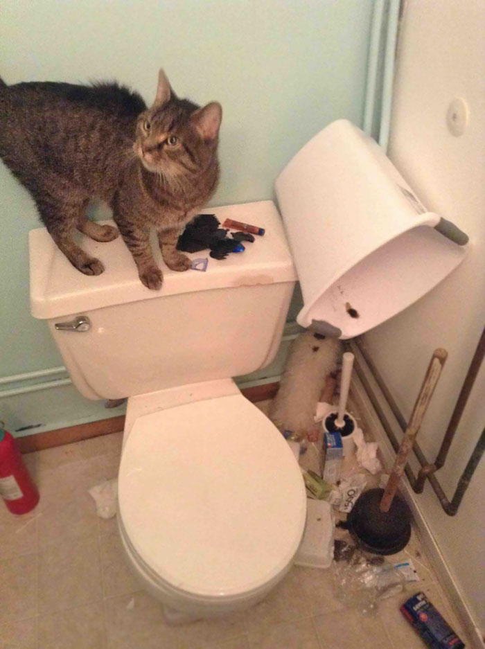 How Did He Get The Trash Can On The Toilet. I'll Never Know