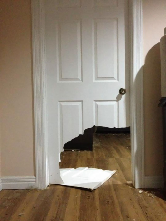 My Friend Keeps His Dog In His Room To Stop It From Making A Mess When They Leave, Result