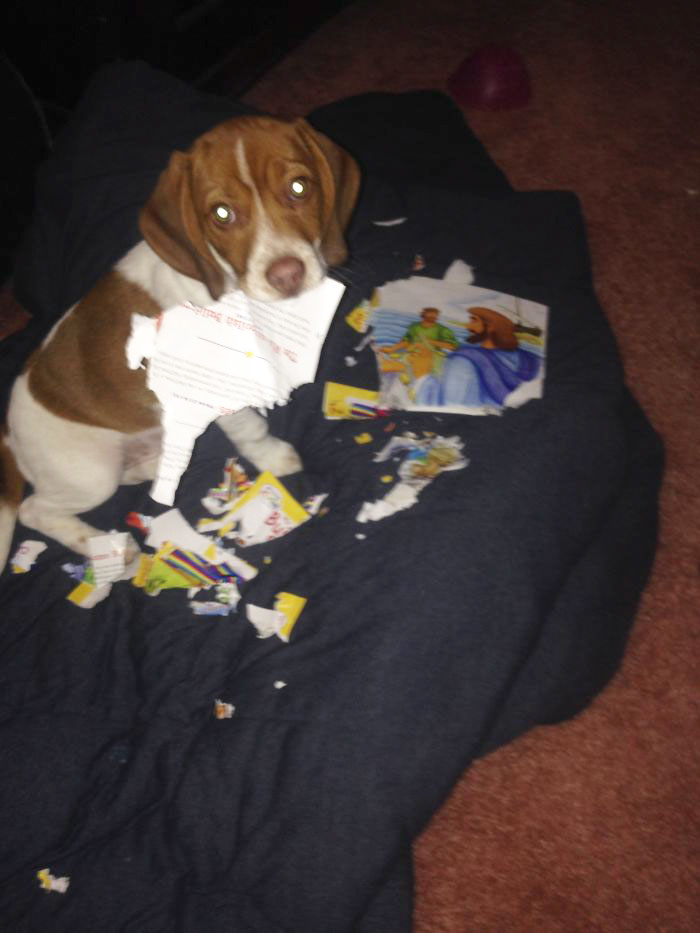 Zoey Was Caught Red Handed!