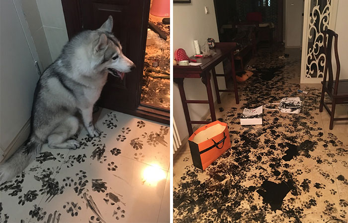 10+ Dueños que dejaron solas a sus mascotas y lo lamentaron inmediatamente (añade tu foto)