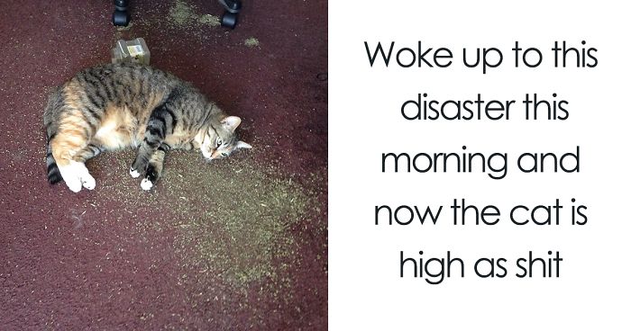 224 Times People Left Their Pets Alone, And Deeply Regretted It (Add Yours)