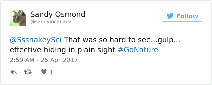 spotting-camouflage-snake-challenge-9