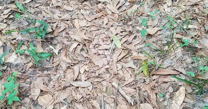 The Internet Is Going Crazy Trying To Find The Camouflaged Snake In This Picture – Can You Find It?
