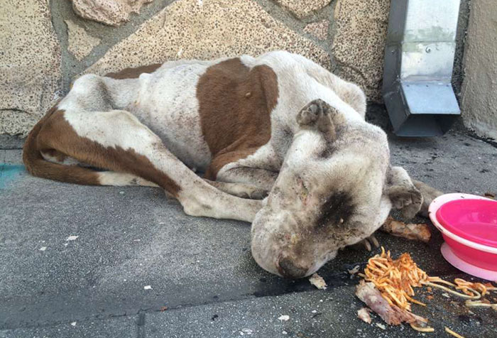 Este perro desnutrido y moribundo fue encontrado en una acera, está irreconocible tras recibir un poco de amor