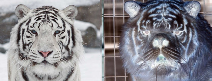 Cristiano Ronaldo Statue Fail - Tiger Liger