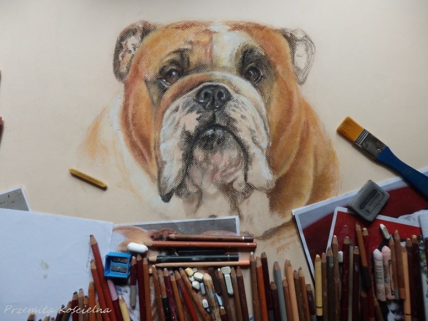 I Draw Portraits Of Dogs I Draw Portraits Of Dogs