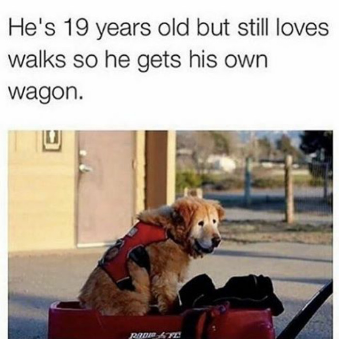 Happy animal meme of an elderly dog enjoying a ride in a red wagon outdoors.