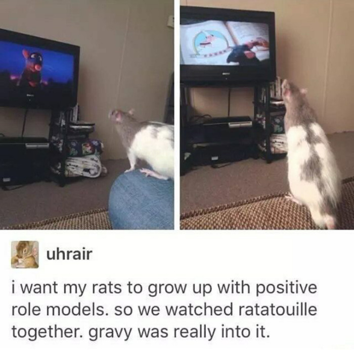 Rat watching a happy animal meme video on TV, inspired by "Ratatouille" for positive role models.