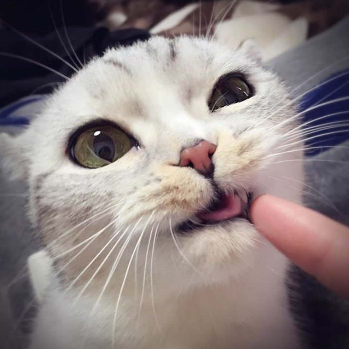 Adorable-big-eyed-hana-kitty