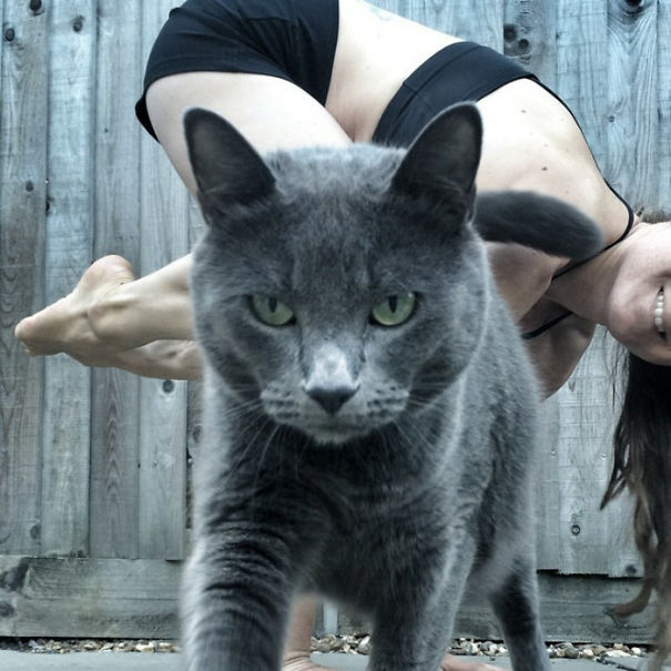 Funny Cat Photobombs