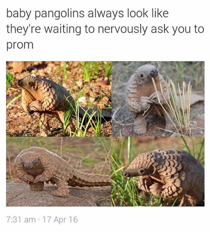 Baby pangolins looking shyly adorable in four different poses, featuring happy animal memes.