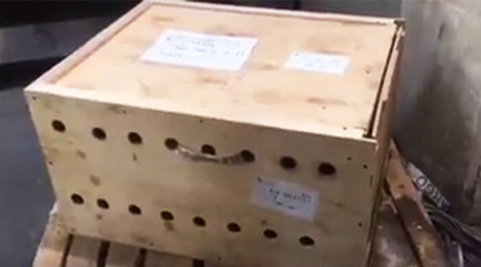 Mysterious Box Sat At The Airport For 7 Days Until Someone Finally Helped The Animals Trapped Inside (UPDATED) Mysterious Box Sat At The Airport For 7 Days Until Someone Finally Helped The Animals Trapped Inside (UPDATED)