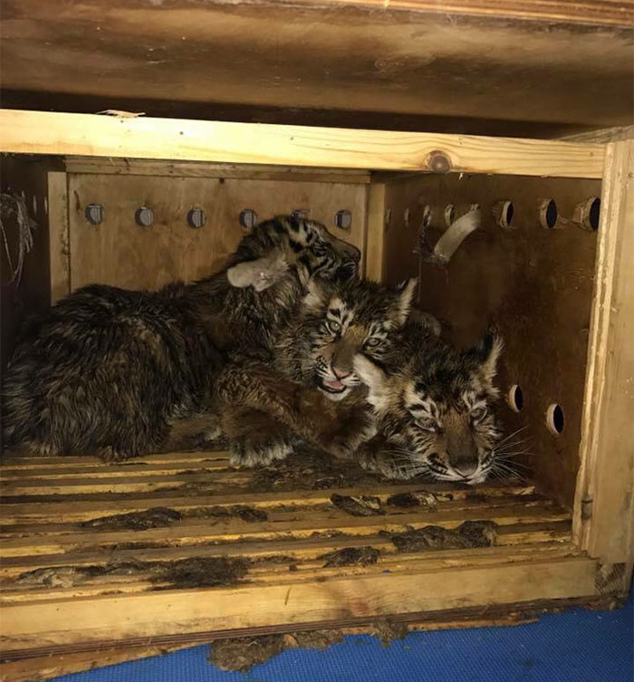 Mysterious Box Sat At The Airport For 7 Days Until Someone Finally Helped The Animals Trapped Inside (UPDATED) Mysterious Box Sat At The Airport For 7 Days Until Someone Finally Helped The Animals Trapped Inside (UPDATED)